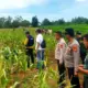 Ada Luka di Tubuh, Mayat Perempuan Dalam Karung di Ladang Jagung Labuhan Ratu Lampung Timur Korban Pembunuhan
