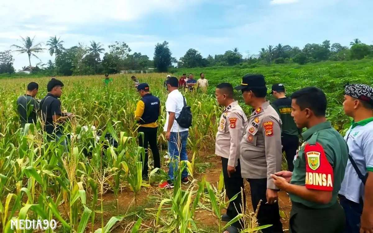 Ada Luka di Tubuh, Mayat Perempuan Dalam Karung di Ladang Jagung Labuhan Ratu Lampung Timur Korban Pembunuhan
