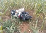 Terkaget! Saat Mencari Rumput, Warga Labuhan Ratu Lampung Timur Temukan Mayat Perempuan Terbungkus Karung di Ladang Jagung