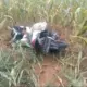 Hendak Cari Rumput, Warga Labuhan Ratu Lampung Timur Temukan Mayat Perempuan Dibungkus Karung di Ladang Jagung