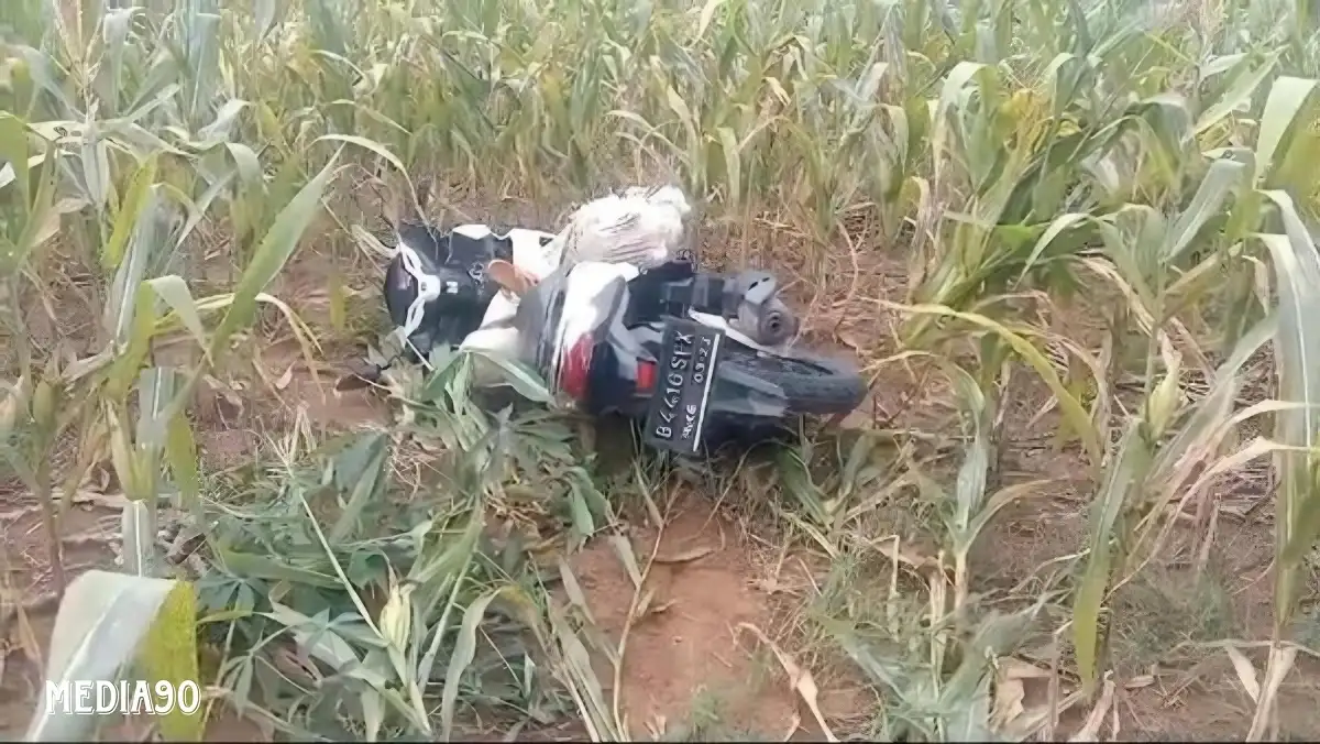 Hendak Cari Rumput, Warga Labuhan Ratu Lampung Timur Temukan Mayat Perempuan Dibungkus Karung di Ladang Jagung