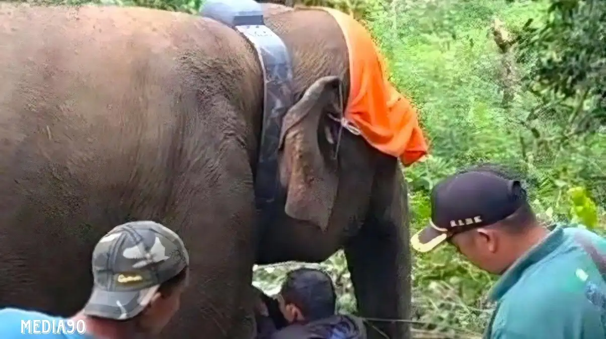 Kawanan Gajah Liar di Suoh dan BNS Lampung Barat Dipasangi Alat Pemantau GPS Agar Mudah Diketahui Posisinya