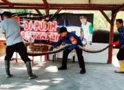 Damkarmat Berhasil Tangkap Ular Sanca Sepanjang 3 Meter di Kandang Ternak Warga Kalianda, Lampung Selatan