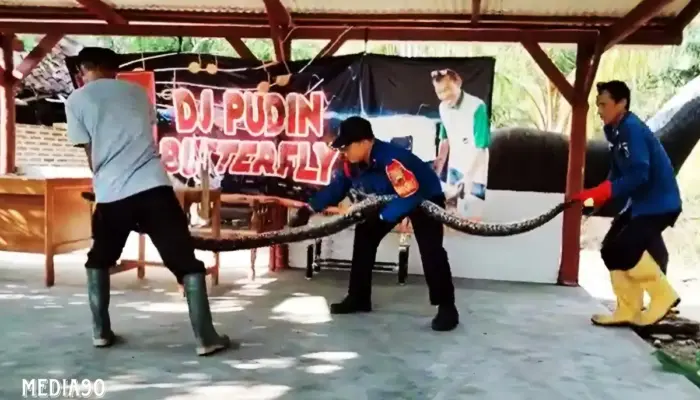 Damkarmat Berhasil Tangkap Ular Sanca Sepanjang 3 Meter di Kandang Ternak Warga Kalianda, Lampung Selatan