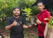 Pemuda Pecinta Kopi di Suoh Lampung Barat Bagikan Ribuan Bibit Kopi Robusta Gratis kepada Petani