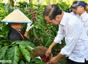 Petani Kopi Lampung Barat Curhat: Jokowi Minta Hilirisasi, Tuntut Pembangunan Gudang dan Pabrik