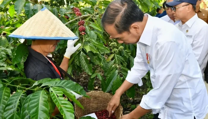 Petani Kopi Lampung Barat Curhat: Jokowi Minta Hilirisasi, Tuntut Pembangunan Gudang dan Pabrik