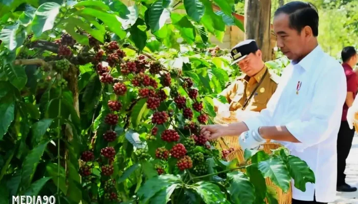 Cara Petani Lampung Barat Meningkatkan Produksi Kopi Robusta hingga 1,1 Ton per Hektare