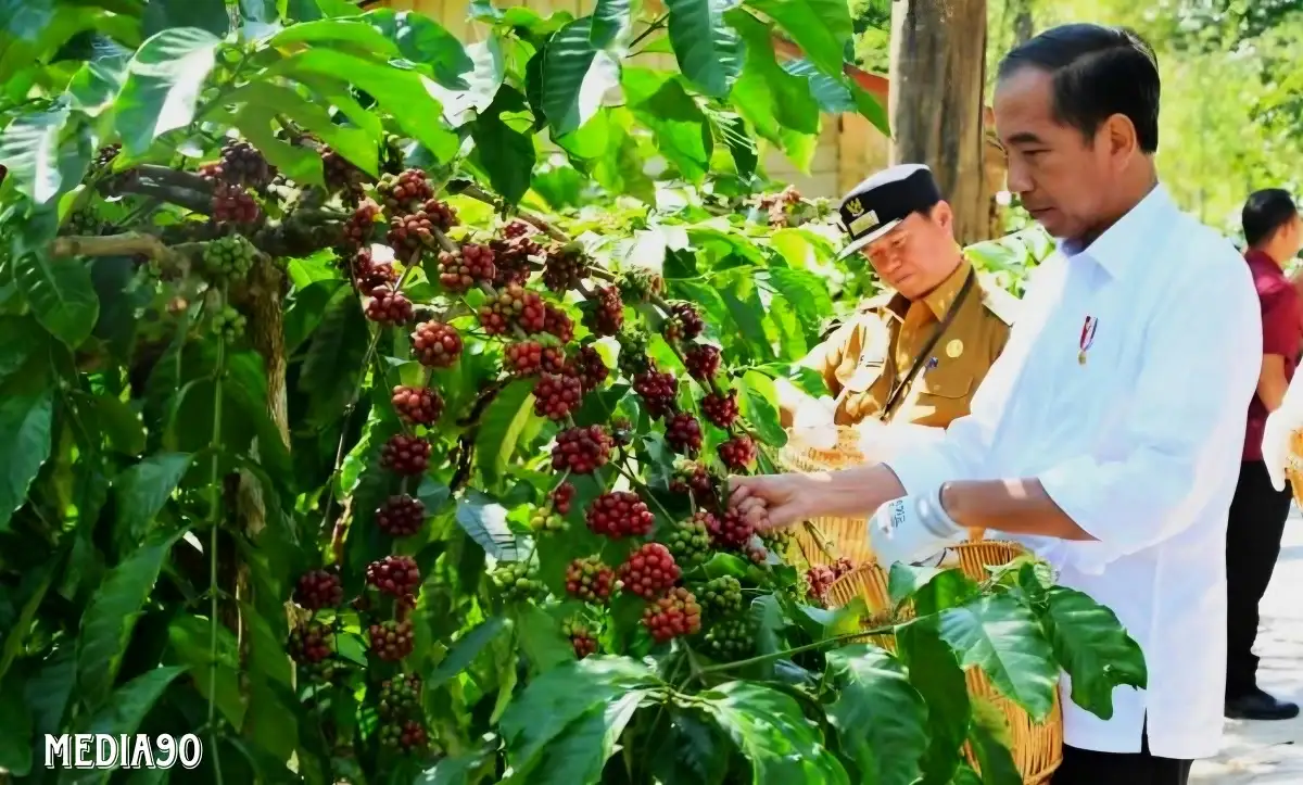 Produksi 1,1 Ton per Hektare, ini Rahasia Petani Lampung Barat Dongkrak Produksi Kopi Robusta