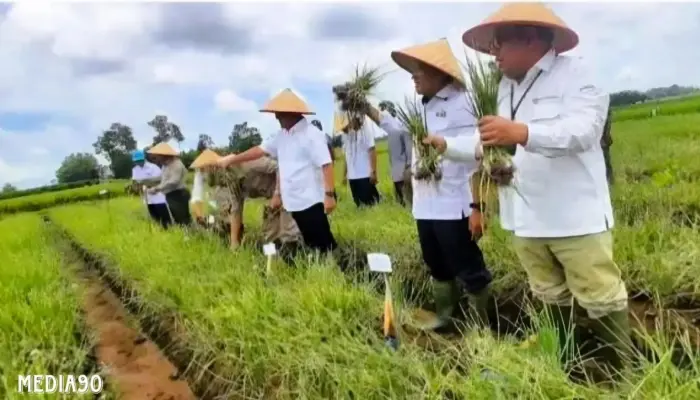 Mandiri dari Brebes, Lampung Kembangkan Sentra Bawang Merah