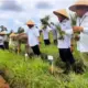 Tak Ingin Bergantung Brebes, Lampung Kembangkan Sentra Bawang Merah di Lampung Selatan, Pringsewu, dan Tanggamus