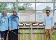 Inovasi Pupuk Organik dari Jerami Padi oleh Tim Polinela di Jati Agung