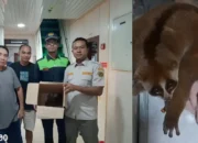 Penyelundupan Terbongkar: ABK Pelabuhan BBJ Bakauheni Temukan Kukang Dilindungi dalam Kardus