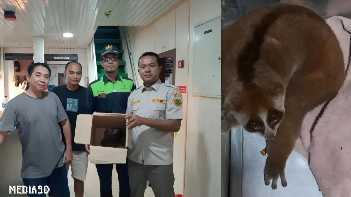 Diduga Hendak Diselundupkan, ABK di Pelabuhan BBJ Bakauheni Temukan Kukang Dilindungi Dibungkus Kardus