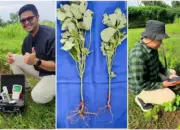 Prestasi Dosen Polinela dalam Meningkatkan Produksi Tanaman Edamame