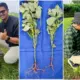 Dosen Polinela Berhasil Tingkatkan Produksi Budidaya Tanaman Edamame