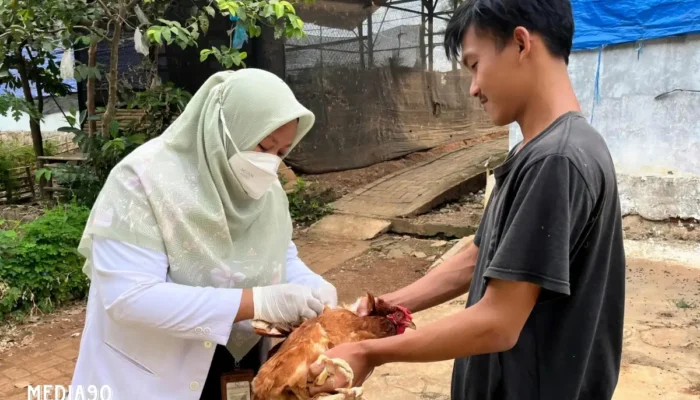 Inovasi Dosen Polinela dalam Riset Pengelolaan Kesehatan Ayam Petelur Pasca Vaksinasi