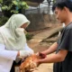Dosen Polinela Kembangkan Riset Pengelolaan Kesehatan Ayam Petelur Pasca di Vaksin