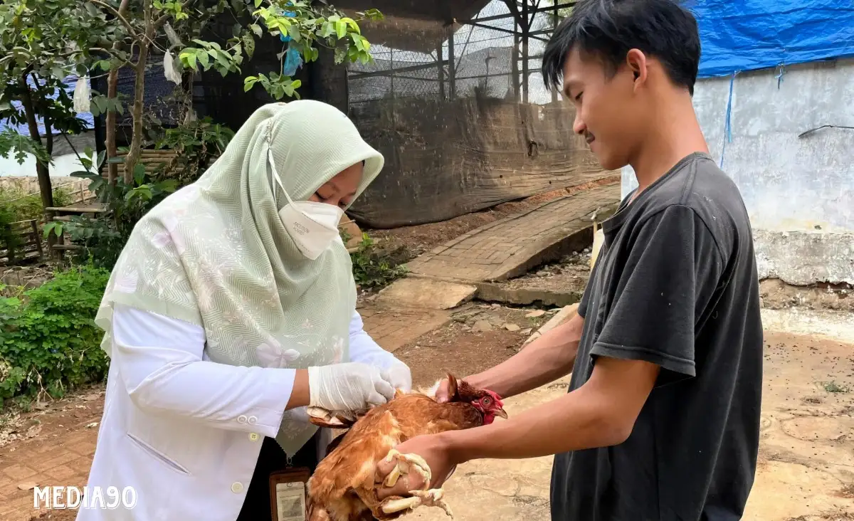 Dosen Polinela Kembangkan Riset Pengelolaan Kesehatan Ayam Petelur Pasca di Vaksin