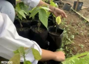 Penelitian Dosen Polinela Dorong Peningkatan Produksi Kakao di Desa Wiyono, Pesawaran