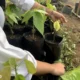 Dosen Polinela Lakukan Penelitian untuk Meningkatkan Produksi Kakao di Desa Wiyono, Pesawaran