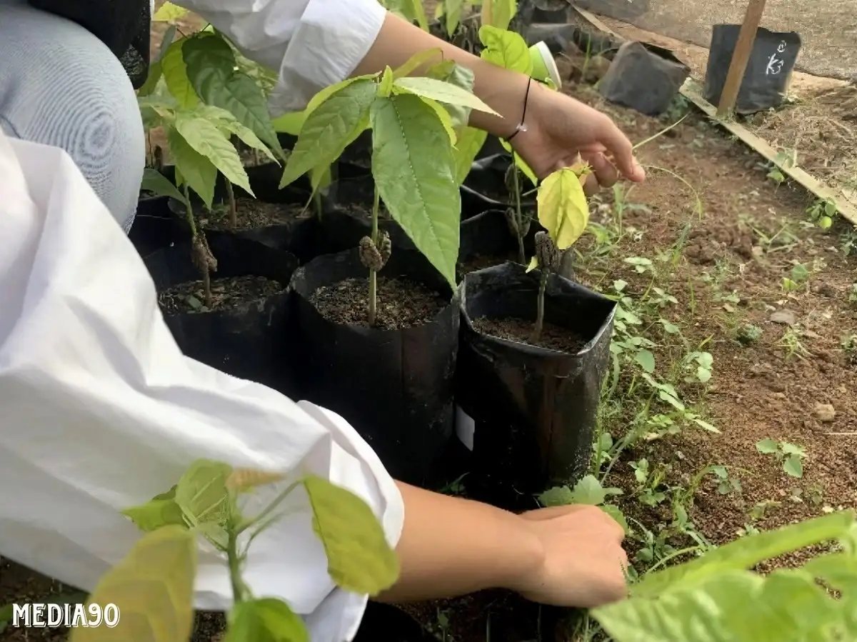 Dosen Polinela Lakukan Penelitian untuk Meningkatkan Produksi Kakao di Desa Wiyono, Pesawaran