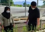 Penelitian Dosen Polinela: Daun Kirinyuh Sebagai Bioherbisida Alami