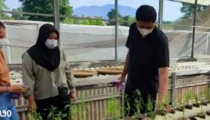 Penelitian Dosen Polinela: Daun Kirinyuh Sebagai Bioherbisida Alami