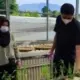 Dosen Polinela Teliti Daun Kirinyuh Menjadi Bioherbisida Alami