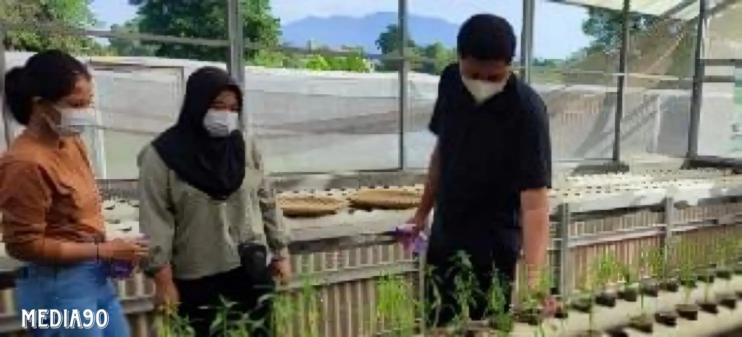 Dosen Polinela Teliti Daun Kirinyuh Menjadi Bioherbisida Alami