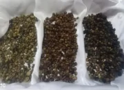 Penelitian Dosen Polinela: Germinasi Biji Kopi Robusta Lampung untuk Meningkatkan Kualitas dan Rasa