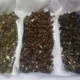 Dosen Polinela Teliti Germinasi Biji Kopi Robusta Lampung untuk Tingkatkan Mutu dan Cita Rasa
