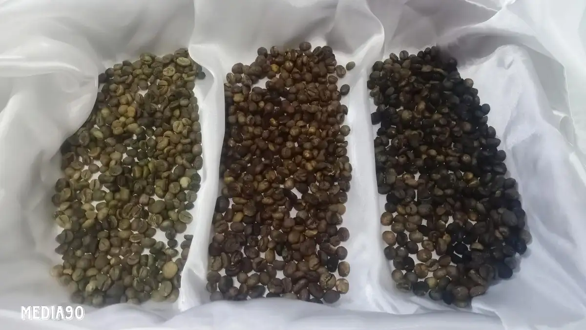 Dosen Polinela Teliti Germinasi Biji Kopi Robusta Lampung untuk Tingkatkan Mutu dan Cita Rasa