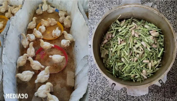 Penelitian Dosen Polinela: Minyak Esensial Serai sebagai Pengawet Alami Daging Broiler