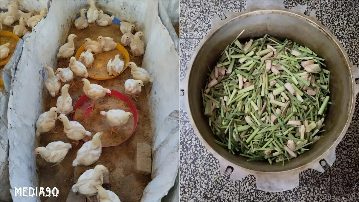Dosen Polinela Teliti Potensi Minyak Esensial Serai sebagai Pengawet Alami Daging Broiler