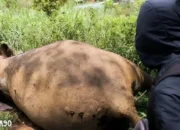 Gajah Betina Ditemukan Tewas di PLG Way Kambas: Polisi dan Tim Medis Teliti Penyebab Kematian