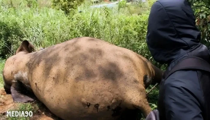 Gajah Betina Ditemukan Tewas di PLG Way Kambas: Polisi dan Tim Medis Teliti Penyebab Kematian