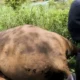 Gajah Betina Ditemukan Mati di PLG Way Kambas, Polisi dan Tim Medis Selidiki Penyebab Kematian