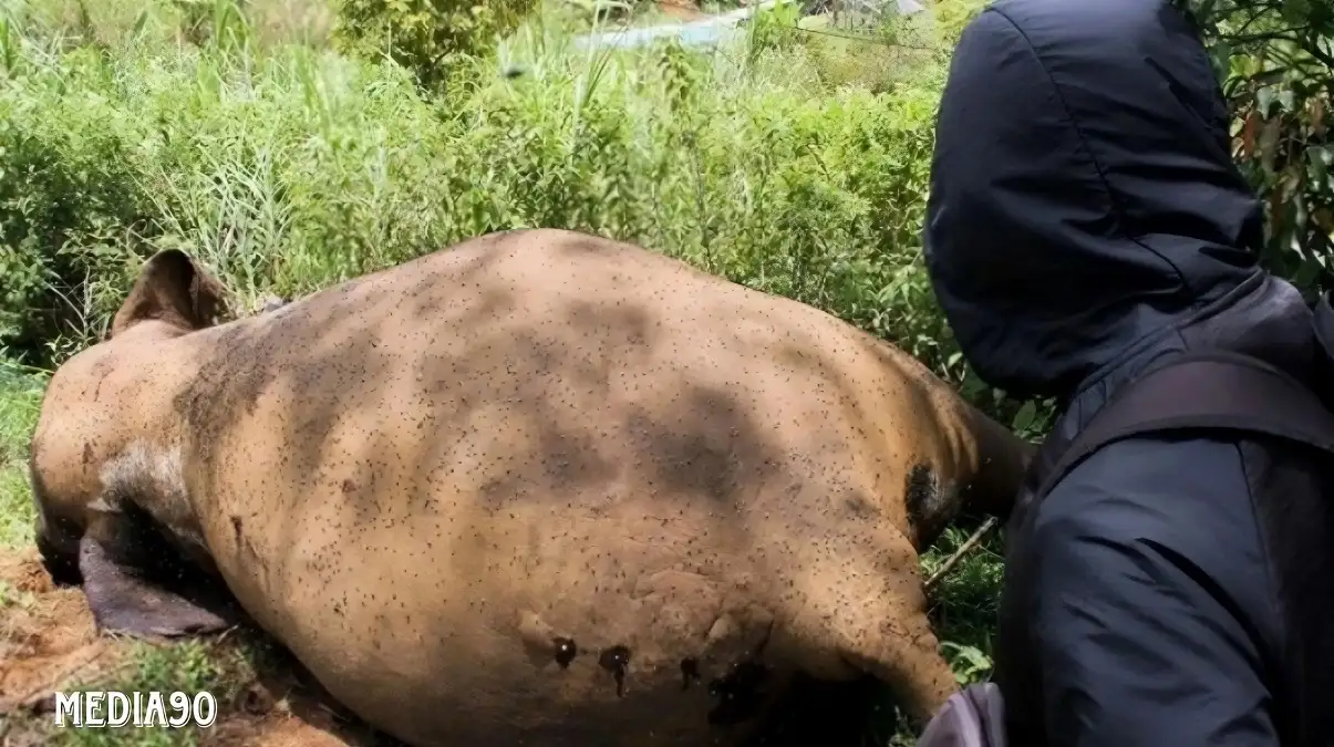 Gajah Betina Ditemukan Mati di PLG Way Kambas, Polisi dan Tim Medis Selidiki Penyebab Kematian