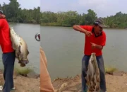 Warga Rawajitu Ramai Memancing Ikan Kakap di Jembatan Induk Bumi Dipasena Abadi
