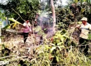 Kebakaran di Kebun Warga Pekon Fajar Baru Pringsewu: 1 Hektare Terbakar, Dua Jam Api Dipadamkan