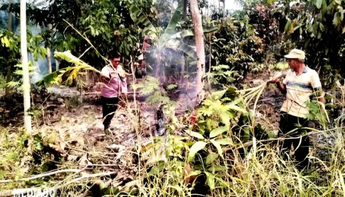 Kebakaran di Kebun Warga Pekon Fajar Baru Pringsewu: 1 Hektare Terbakar, Dua Jam Api Dipadamkan