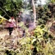 Kebun Warga Seluas 1 Hektare di Pekon Fajar Baru Pagelaran Pringsewu Terbakar, Dua Jam Api Dipadamkan