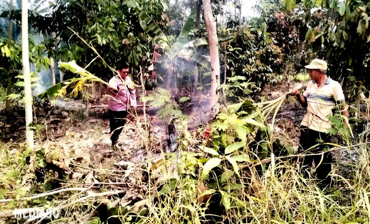 Kebun Warga Seluas 1 Hektare di Pekon Fajar Baru Pagelaran Pringsewu Terbakar, Dua Jam Api Dipadamkan