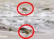 Warga Diimbau Waspada, Lima Buaya Muncul di Pantai Pekon Penyandingan Tanggamus