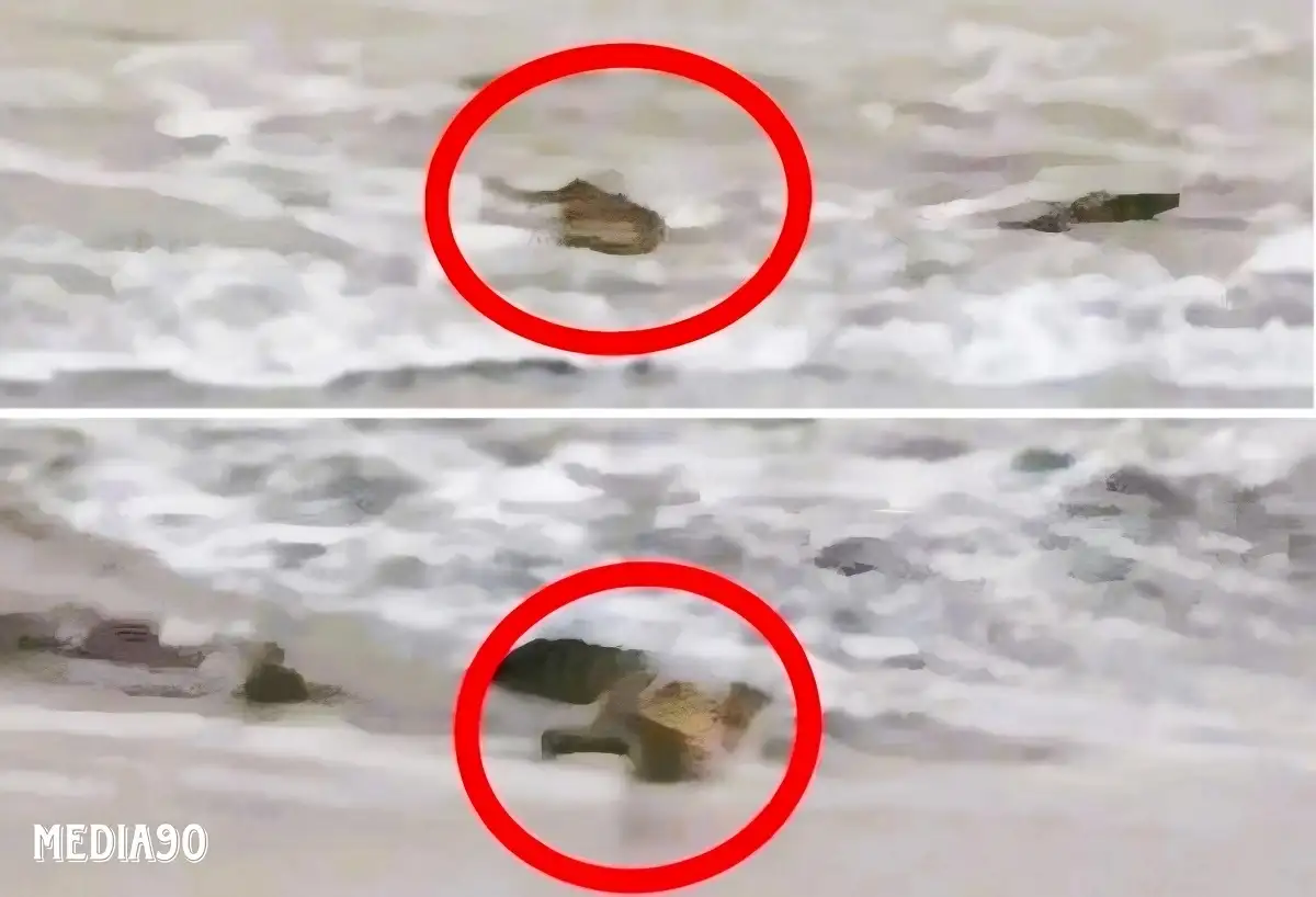 Lima Ekor Buaya Muncul di Pantai Pekon Penyandingan Kelumbayan Tanggamus, Polsek Limau Imbau Warga Waspada