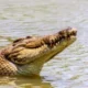Nasib Baik, Pria Pencari Kangkung di Palas Lampung Selatan ini Lolos dari Gigitan Buaya, Luka di Kaki