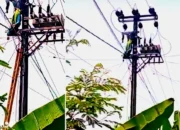 Pekerja PLN Asal Karang Anyar Jati Agung Tewas Tersengat Listrik di Lampung Timur