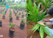 Polinela Ciptakan Terobosan Pemupukan Bibit Kelapa Sawit dengan Pupuk Organik Cair