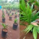 Polinela Kembangkan Inovasi Pemupukan pada Bibit Kelapa Sawit dengan Pupuk Organik Cair